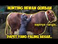 HUNTING SAPI QURBAN PALING BESAR TAHUN INI.. Sapinya Nangis..