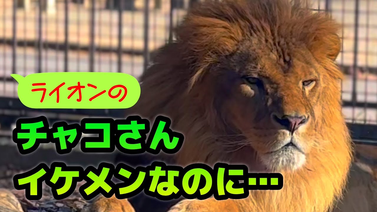 【ライオン】イケメンライオンのチャコさん…
