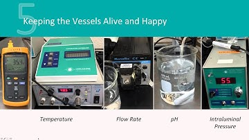 Getting Started With in-vitro Blood Vessel Research