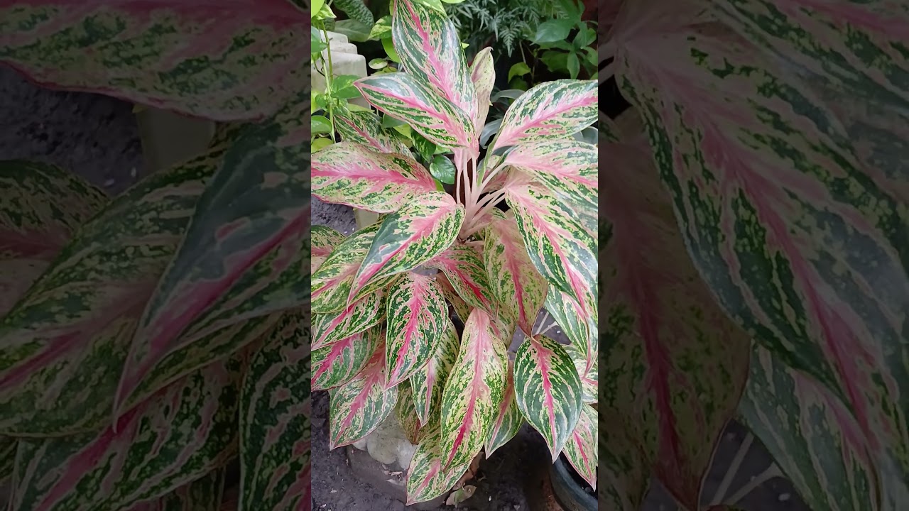 buy philodendron nz Philodendron hederaceum (Heart Leaf) – Tuckers Orchids