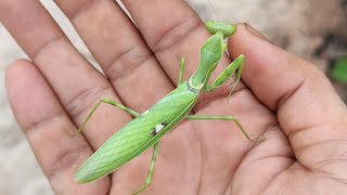 mantis dancinginsectMantid mantisnature naturelovertelugu funnyshorts youtubeshorts short
