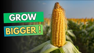 NEVER Plant Corn Without These 7 Companions