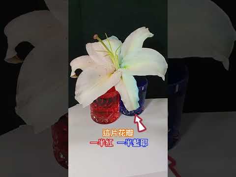 送朵「雙色花」給媽媽吧~ #母親節快樂 #科學小實驗