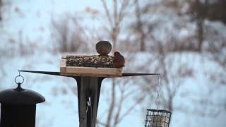 Cardinal and Morning Dove