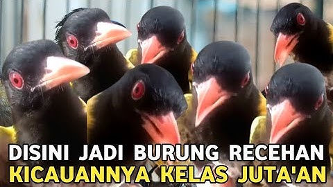 CUMA 200 RIBU WARNA EXCOTIC KICAUANNYA KELAS JUTA