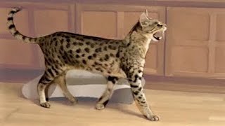 Living with a Savannah cat. Ep21