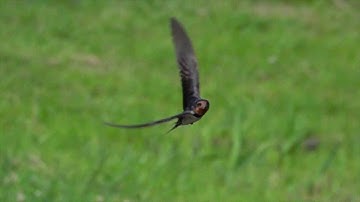 Swallows in super slow motion.