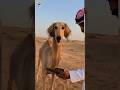 الوضعية الكلبية هي Animals Dog Shorts Ytshorts Youtubeshorts Youtube الوضعية الكلبية هي Animals Dog Shorts Ytshorts Youtubeshorts Youtube