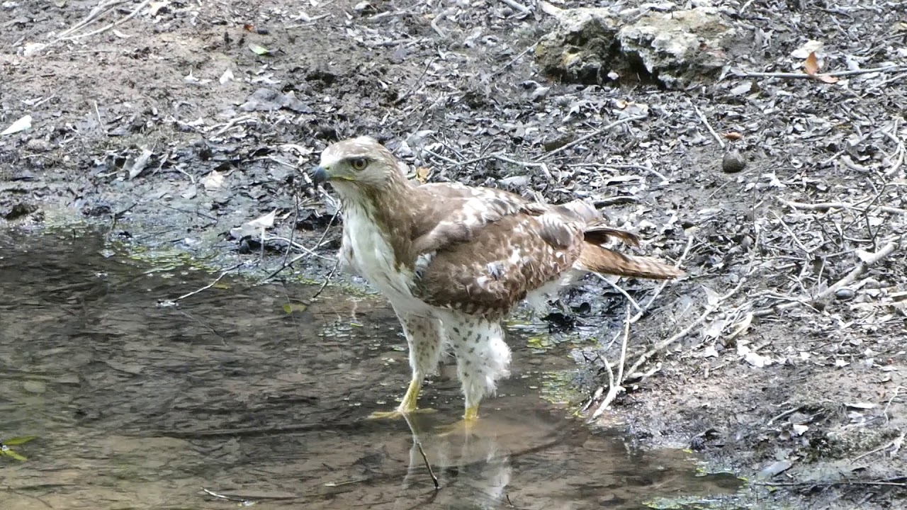 upload image red tail takes a sip 5 29 19