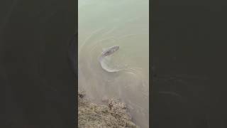 Monster Fish Pakdi! 😱🐟 Aaj Mil Gayi Monster FishFinally Monster Fish Hook Ho Gayi!🐠 Monster Fish
