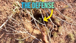The High Desert Engineering Of A Living Fence