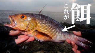 【超激レア】離島屈指の荒磯で幻の魚でもさらに希少な大物が掛かる・・・【喜界島編 #4】