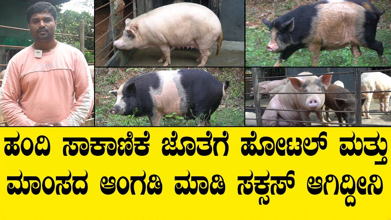 ಮೂರು ಹಂದಿಯಿಂದ  ಶುರು ಮಾಡಿ ಇವತ್ತು 100 ಹಂದಿ ಮಾಡಿದ್ದೀನಿ..sucessfull pig farming in shimoga