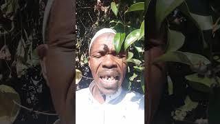 , Labantu Bakithi Abamnyama Aba Votela I Da Baphile Kahle Emakhanda