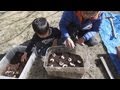 カブトムシの幼虫 マット交換とオスとメスの見分け方