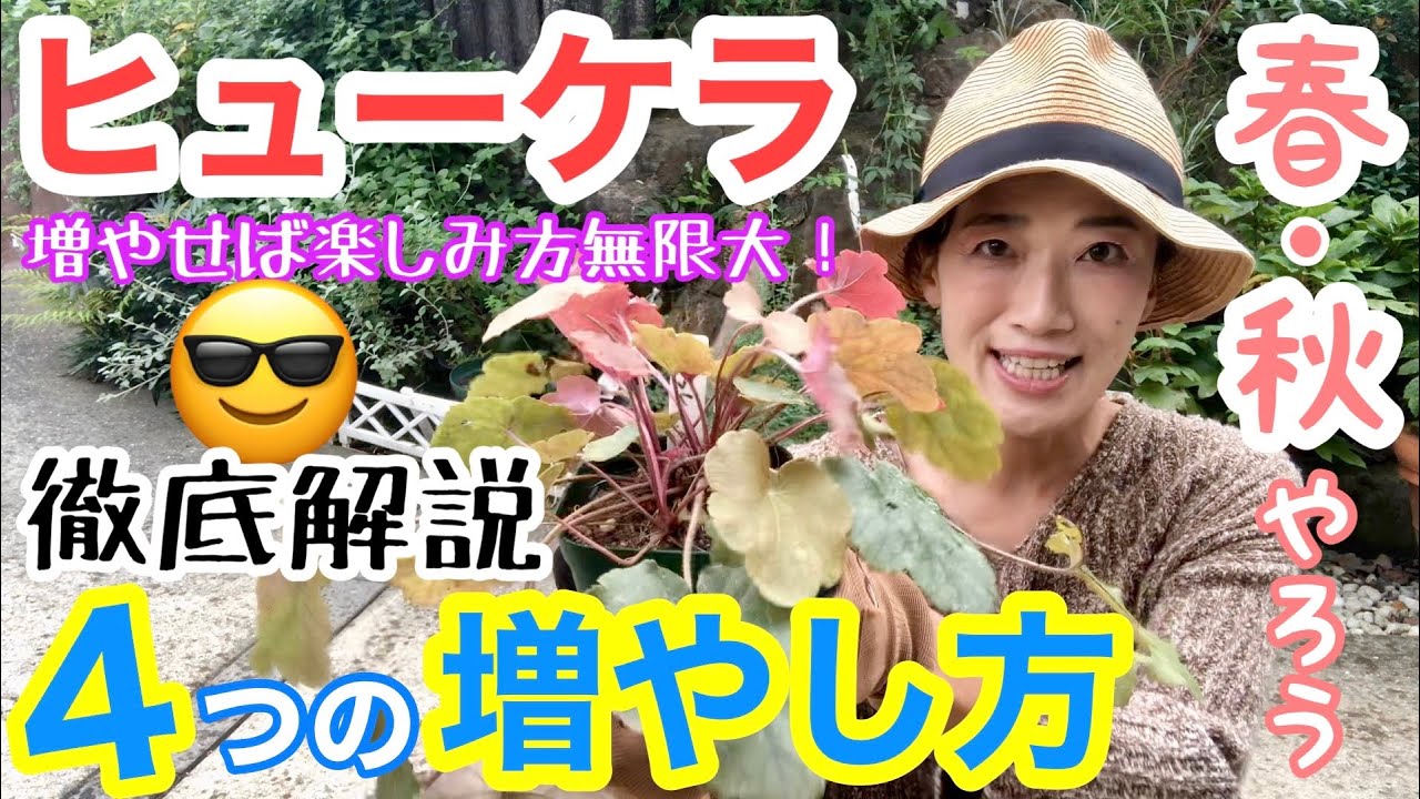 【ヒューケラ増やし方】春・秋が適期🤗/ どれも簡単♪4タイプの増やし方、発根の様子もご紹介 / 株分け・挿し木ほか【宿根草ガーデニング】