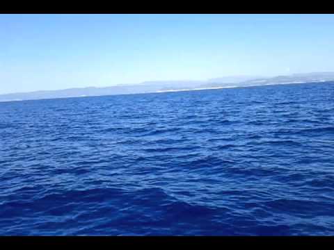Rencontre avec les dauphins en corse