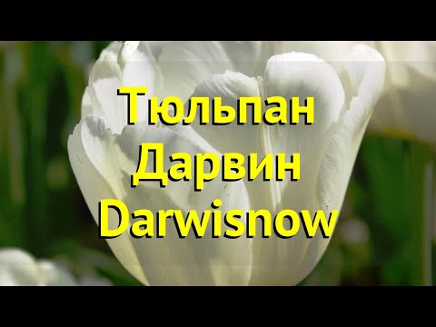 Видео: Информация о тюльпанах Дарвина: уход за гибридными тюльпанами Дарвина в саду