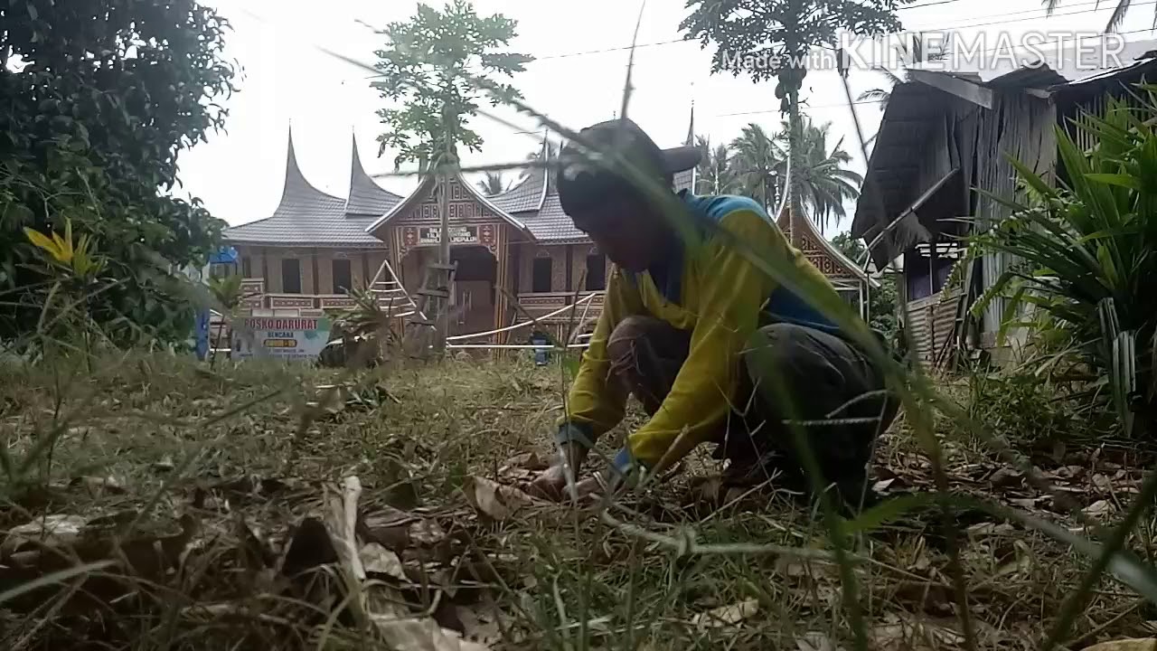 Tanpa bedengan& dicangkul ( cabe rawit) 