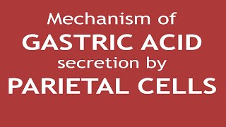 Mechanism of Gastric Acid secretion by Parietal Cells | Dr. Shikha Parmar
