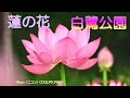白鷺公園の蓮の花(2024年6月27日)