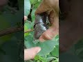 airlayering technique using coconut fiber🌳 #airlayering #bonsai #usa