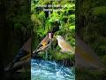 achetez un canari sain, de bonne qualité !شراء طائر الكناري صحي وجيد!