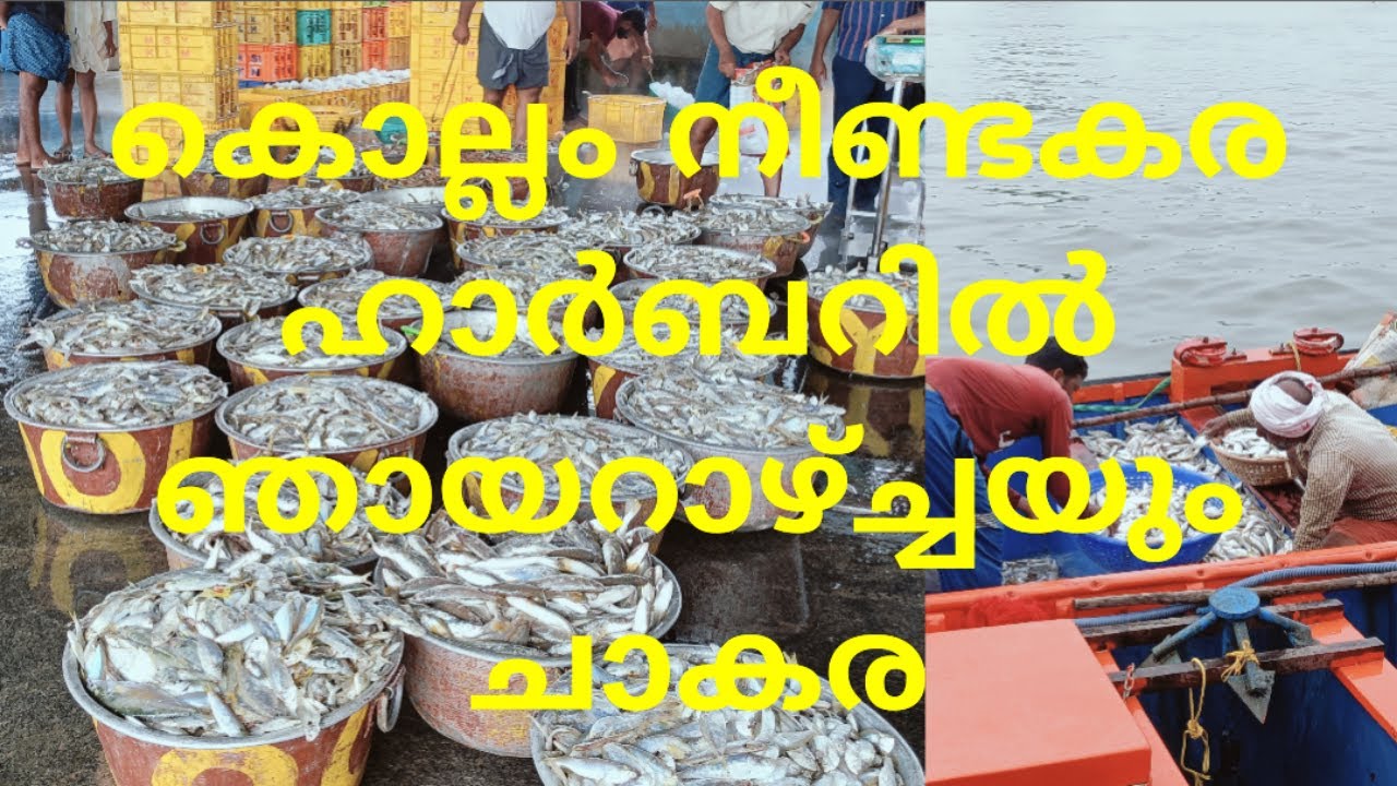 കൊല്ലം നീണ്ടകര ഹാർബറിൽ ഞായറാഴ്ച്ചയും ചാകര / Sunday also chakara at Kollam Neendakara Harbour