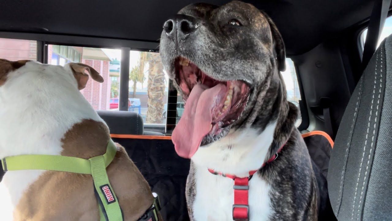 Ibuddy back seat cover for pet transport xxl trucks and suv