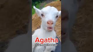 Agatha Cadê Você