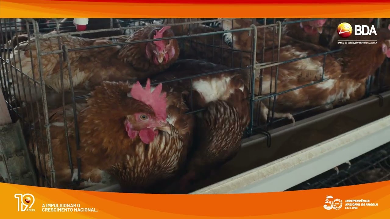 BDA 19 Anos, a impulsionar o crescimento nacional, Ep.1 - AGRIPINA