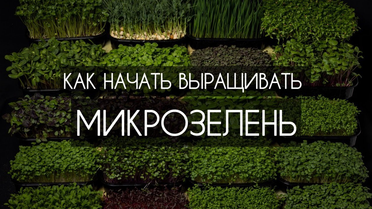 Как начать выращивать МИКРОЗЕЛЕНЬ/БЮДЖЕТНО/ДОМА #микрозелень