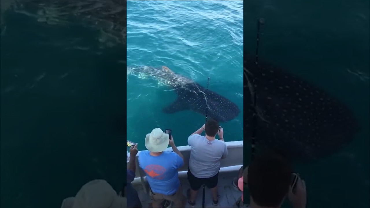 Rare Sighting of Whale Shark Off the Coast of Fort Pierce, Florida ...