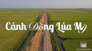 Nhìn cánh đồng lúa ở Mỹ lại nhớ cánh đồng lúa ở Việt nam | Cuộc sống ở Mỹ