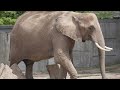 Elephant group video zoo,short clip,Zoo Halle,Zoo Videos Germany