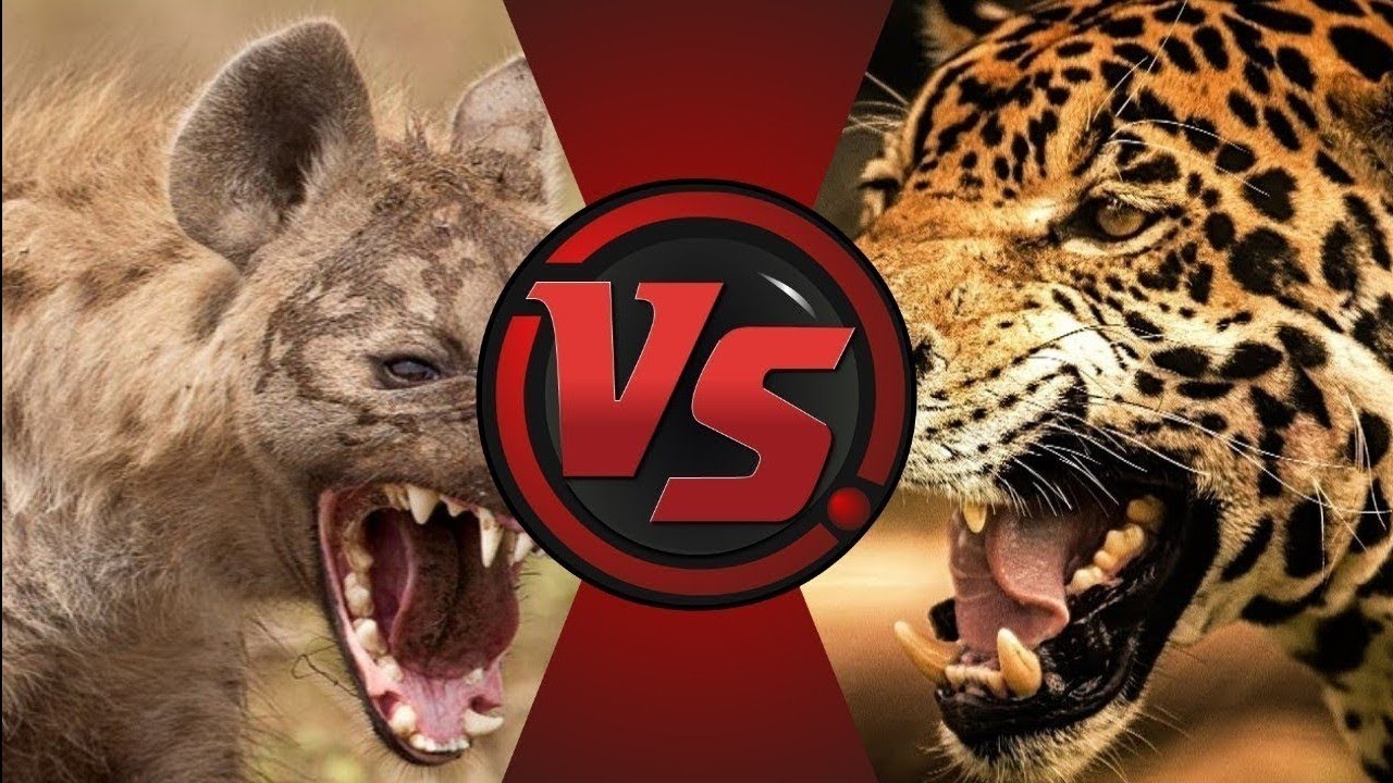 Кто сильнее ягуар или тигр. Ягуар против Льва. Лев против тигра против леопарда. Тигр против гиены Льва леопарда.