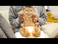 お風呂が沸いたのを知らせてくれる猫-A cat dancing to the melody of the bath-