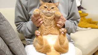 お風呂が沸いたのを知らせてくれる猫