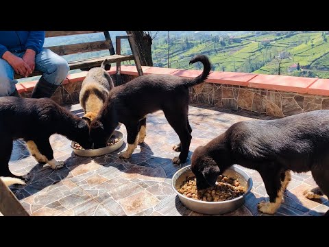 Video: Bir Köpek Farklı Bir Mamasına Nasıl Aktarılır