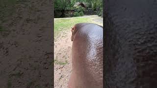 Man slaps a hippo 😱 #shorts #zoo #funny