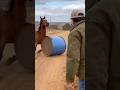 Hero Horse Saves a Man in Seconds#HeroHorse #AnimalRescue #RealLifeHeroes #HorseSavesMan