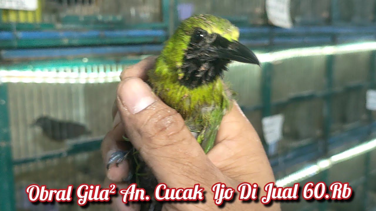 Obral Gila²an Cucak Ijo Di Jual 60.rb