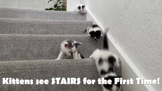 Kittens Discover STAIRS for the First Time! by Kitten Heaven 6,041 views 2 years ago 3 minutes, 35 seconds