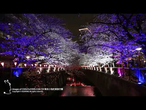 2018 目黑川櫻花滿開(by麻吉小兔)