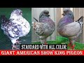 Giant american show king pigeon standard with all color