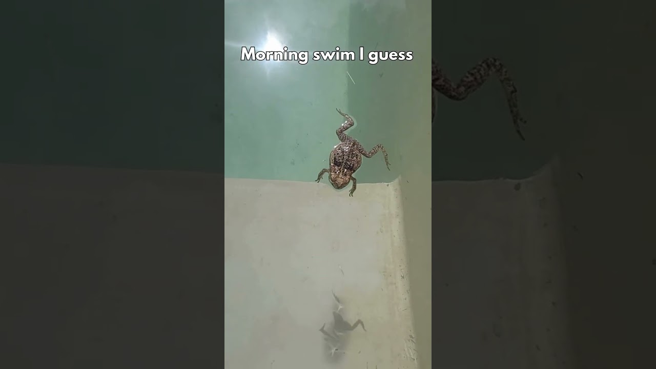 I Found a Frog Floating in My Pool in Mexico 🐸