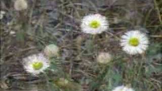 Springtime in the Texas Hill Country