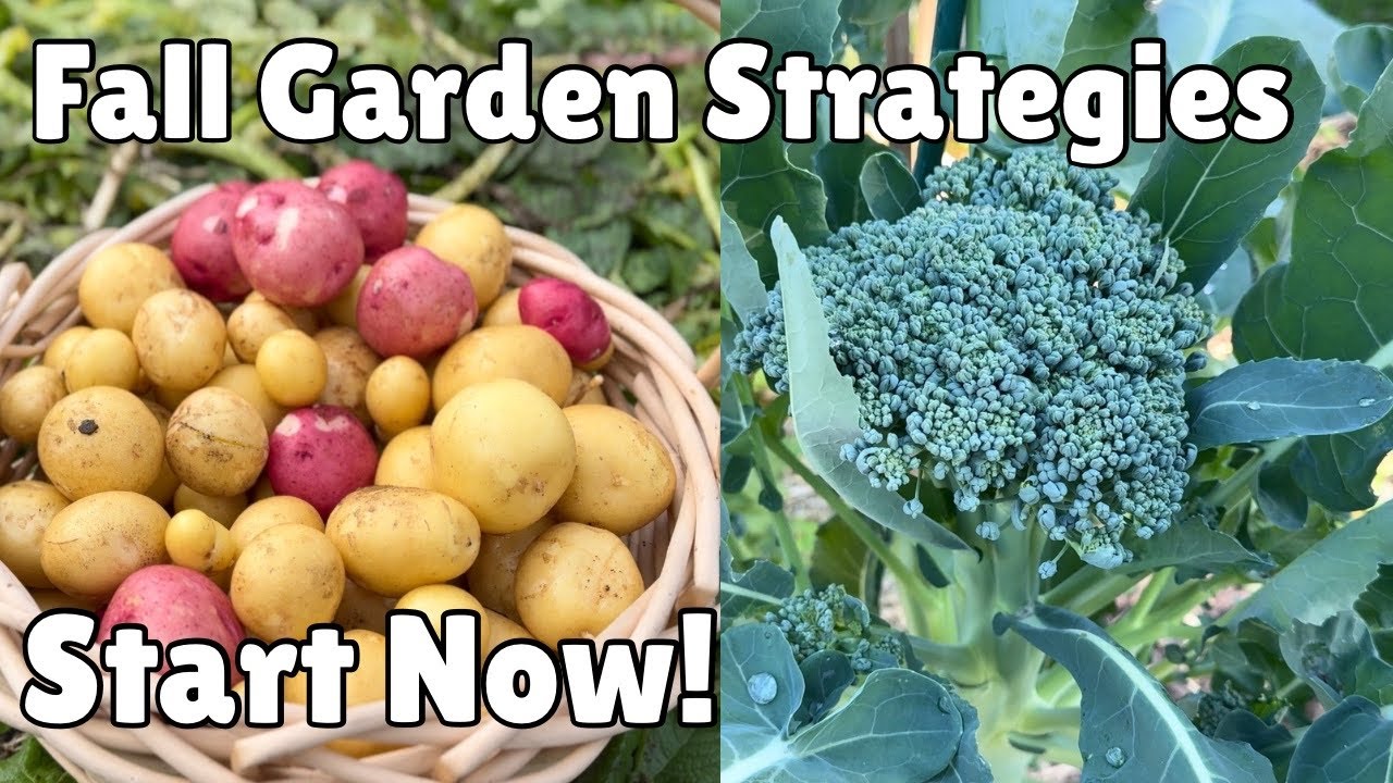 Starting my fall/winter food security garden 