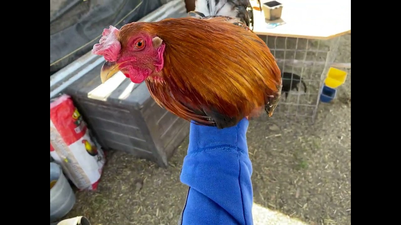 Como amansar un gallo bravo 🐓