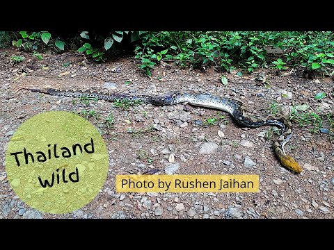 Big reticulated python found dying in Kaeng Krachan NP, Thailand